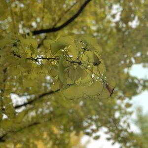 妲己❌爆乳❌妲己自慰
